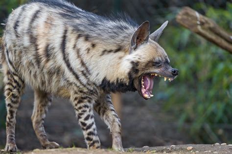 Awesome Striped Hyena Rhyenas