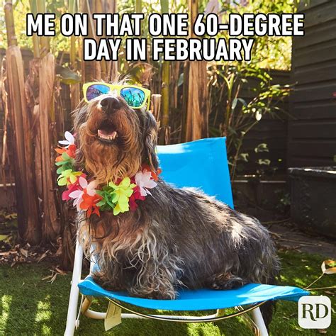 Funny Dog Memes That Are Sure To Make You Smile Reader S Digest Photos