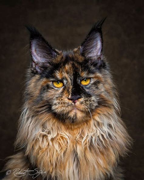 21 Stunning Pics Of Maine Coons Worlds Largest Domesticated Cats