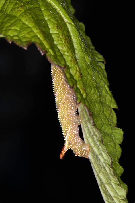 Walnut Sphinx Moth Caterpillar 2017 Mothapalooza Shawnee S Flickr