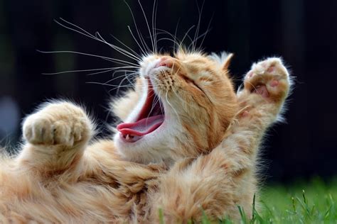 Cat Yawning Why They Do It And What It Means Great Pet Care