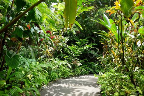 A Path In The Middle Of A Lush Green Forest With Lots Of Trees And Plants