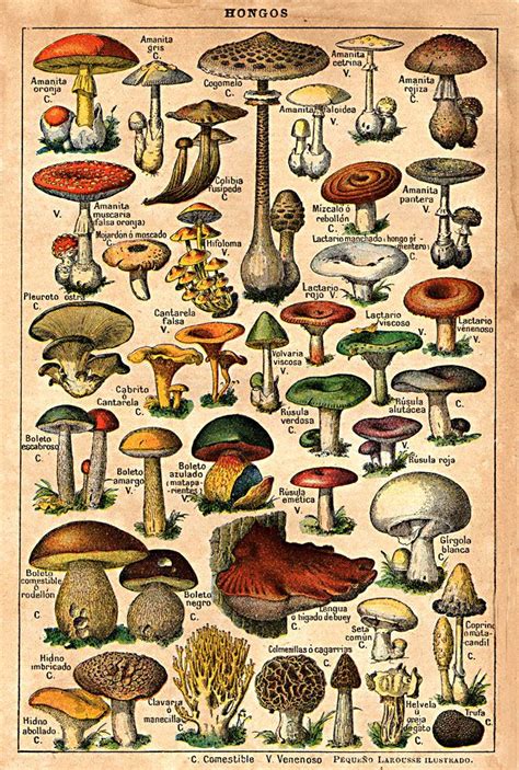 Vintage Mushroom Poster Ilustração Botânica Vintage Pôsteres Art