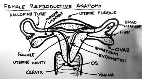 Female Reproductive System Diagram Exatin Info