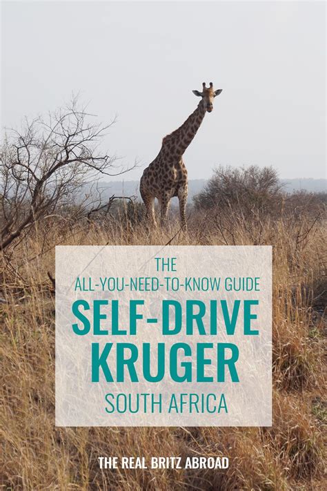 The All You Need To Know Guide To A Self Drive Through Kruger National