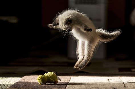 Фото котенка кошка Смешные прыгать Животные