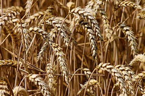 Getreide Bauernverband Rechnet Mit Unterdurchschnittlicher Ernte