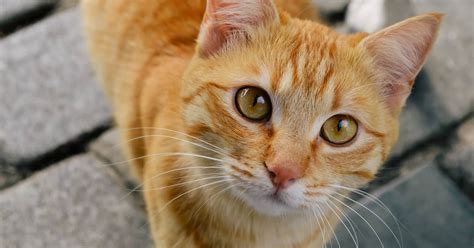 We did not find results for: 100 Beautiful Disney-Inspired Cat Names - CatVills