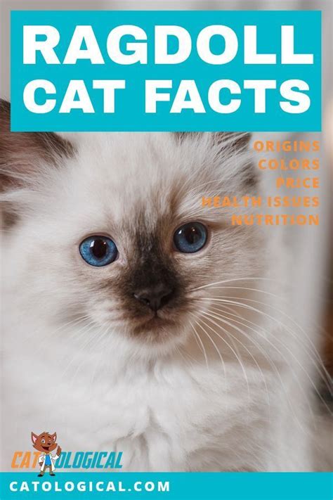 There are some lines that tend to shed less than others. Learn some amazing facts about Ragdoll cats and kittens ...
