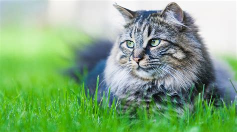 10 Best Cat Breeds For Kids Pet Health Insurance And Tips Cat Breeds