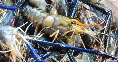 Research Collaboration Outlines Diseases That Impact Giant River Prawns