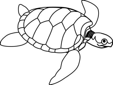 60 Free Ocean Turtle And Turtle Vectors Pixabay