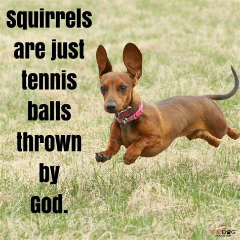 Pin By Trucy Baker On I Love Doxies Funny Dachshund Funny Dog Memes