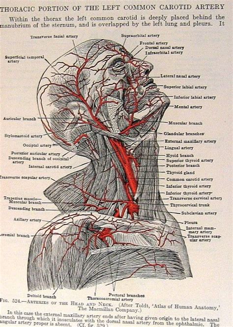 Anatomy Of Neck Arteries Flap Reconstruction Enterisise