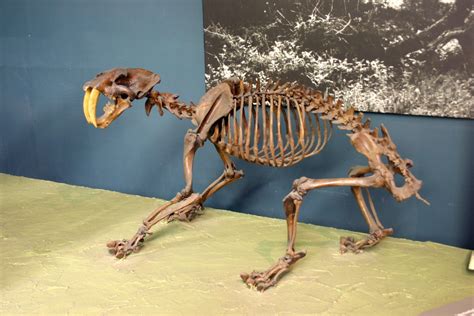 Saber Tooth Tiger A Saber Tooth Cat Called Smilodon Was A Fearsome