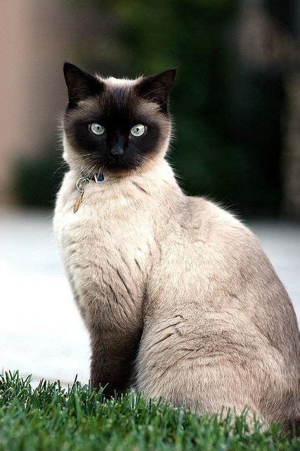 Overweight Siamese Cat British Shorthair