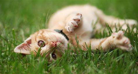 According to the cat fanciers' association , in 2012, it was the seventh most popular pedigreed cat in the united states. The Domestic Shorthair Cat - All About Our Favorite Pets