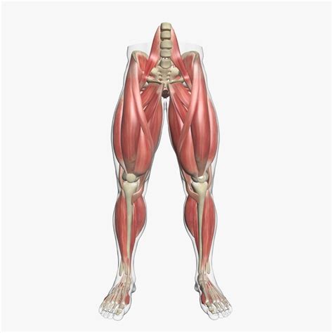 Human Leg Muscle Anatomy 3DSmax 3D model | CGTrader