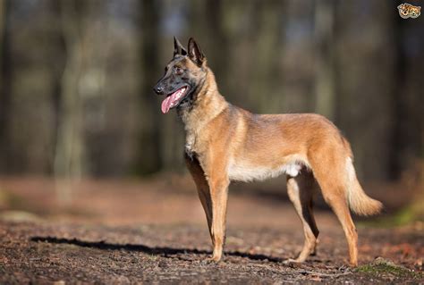 Belgian Shepherd Dog Dog Breed Facts Highlights And Buying Advice