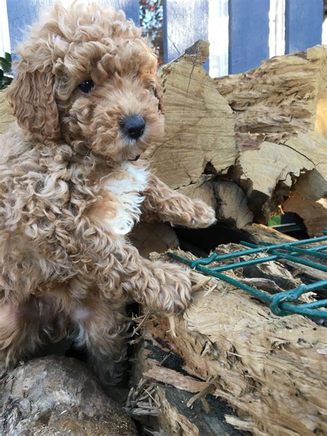 Toy Poodle Puppies Dna Purebred Dna Clear Petsforhomes
