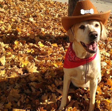 19 Costumes That Prove Labradors Always Win At Halloween Pet