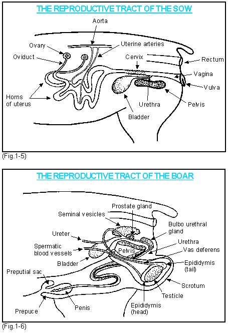 Reproductive System The Pig Site