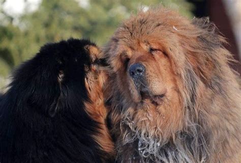 Two Shaggy Dogs Are Standing Next To Each Other And One Is Rubbing Its