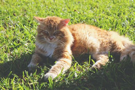 Orange Cat Lying On Grass Photo Free Cat Image On Unsplash