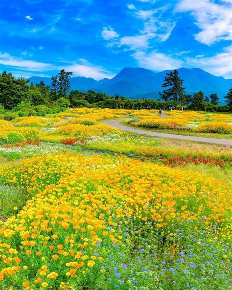 This Japan Park Is Overflowing With Rainbow Flower Fields Amidst