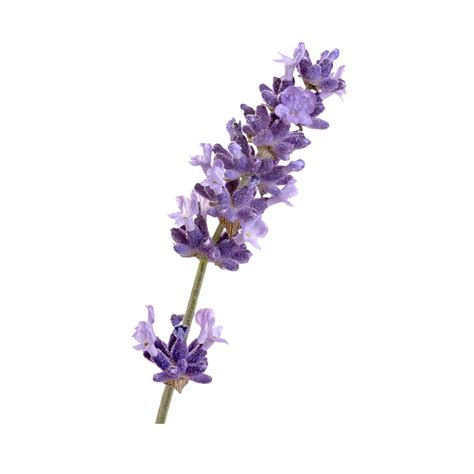 English Lavender French Lavender Flower Others Png Download 2362