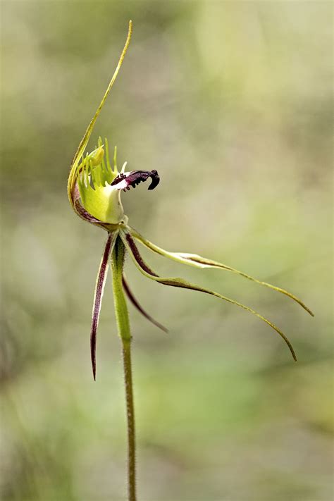 Spider Orchid Native Australian Bush Orchid Photo By J Conn Rare