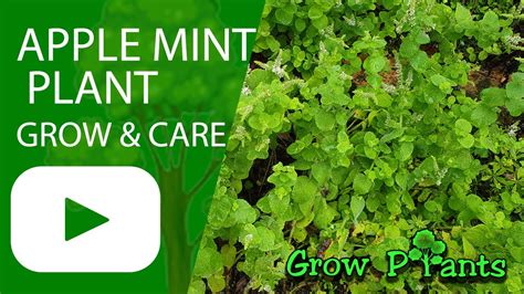 Apple Mint Plant Grow Care And Eat Mentha Suaveolens Youtube