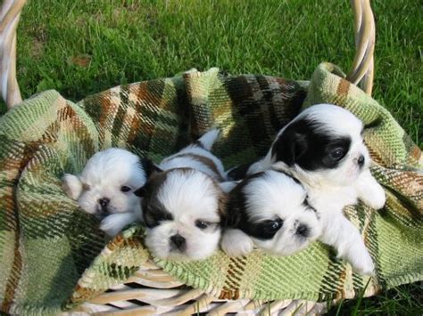 48 Very Cute Shih Tzu Puppy Pictures And Photos