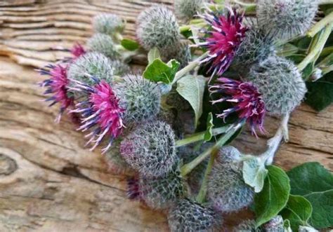 20 Edible Wild Plants You Can Forage For Survival Sprent Brass