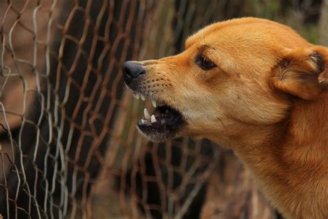 Managing Aggressive Behavior In Dogs Dog Training Advice Tips