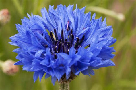 Centaurea Cyanus Blue Diadem Cornflower