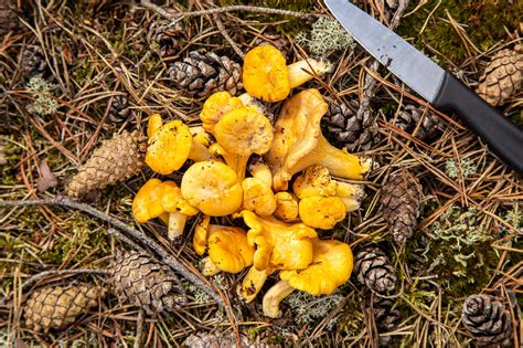 Chanterelle Foraging Guide Facts Identification Health Benefits And