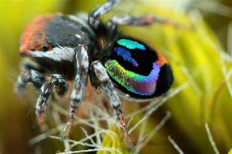The Most Beautiful And Beastly Creature Rainbow Jumping Spider