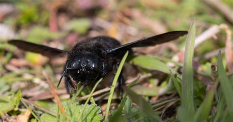 These insects can be eliminated when you use insecticide spray. Best Carpenter Bee Traps for Getting Rid of Bees Fast ...