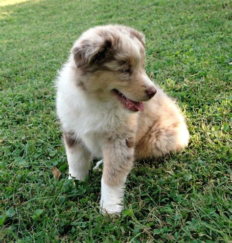 We have four males left, a blue eyed blue merle male, a blue eyed red merle and two b… location: Miniature Australian Shepherd Puppies For Sale | Berea, KY #242552