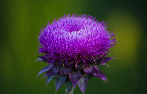 Milk Thistle The Mighty Herb For Liver Health