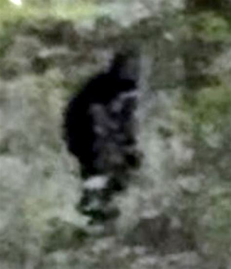 Revealed Mystery Bigfoot Sighting In Sussex Countryside Has Bizarre