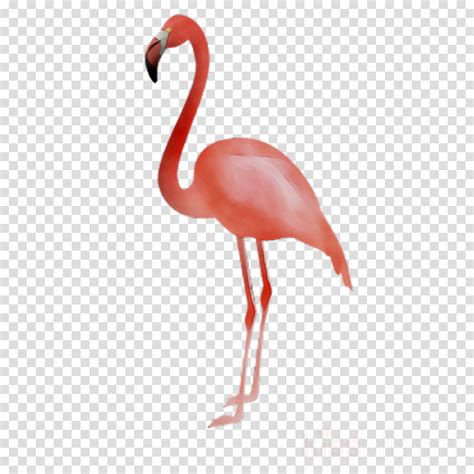 Pink Flamingo Clipart Flamingo Bird Pink Transparent Clip Art