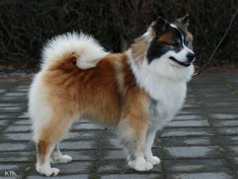 Icelandic Sheepdog Dogs And Puppies Pinterest