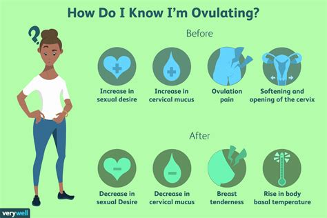 what is ovulation