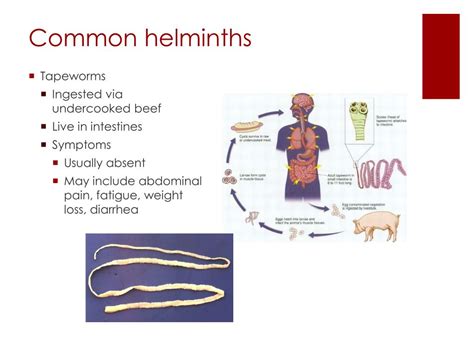 Ppt Helminth Infections Powerpoint Presentation Free Download Id