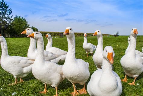 Duck On The Farm Stock Photo Free Download