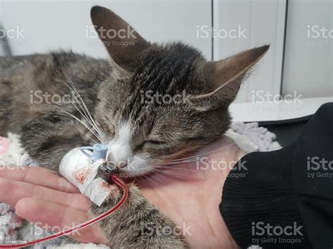 Close Upsick Cat With A Catheter In His Paw Stock Photo Download