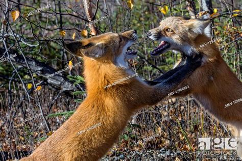 Two Red Foxes Vulpes Vulpes Showing Aggressive Behavior Maybe
