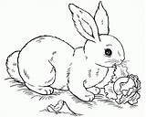 Rabbit Coloring Printable Everfreecoloring sketch template
